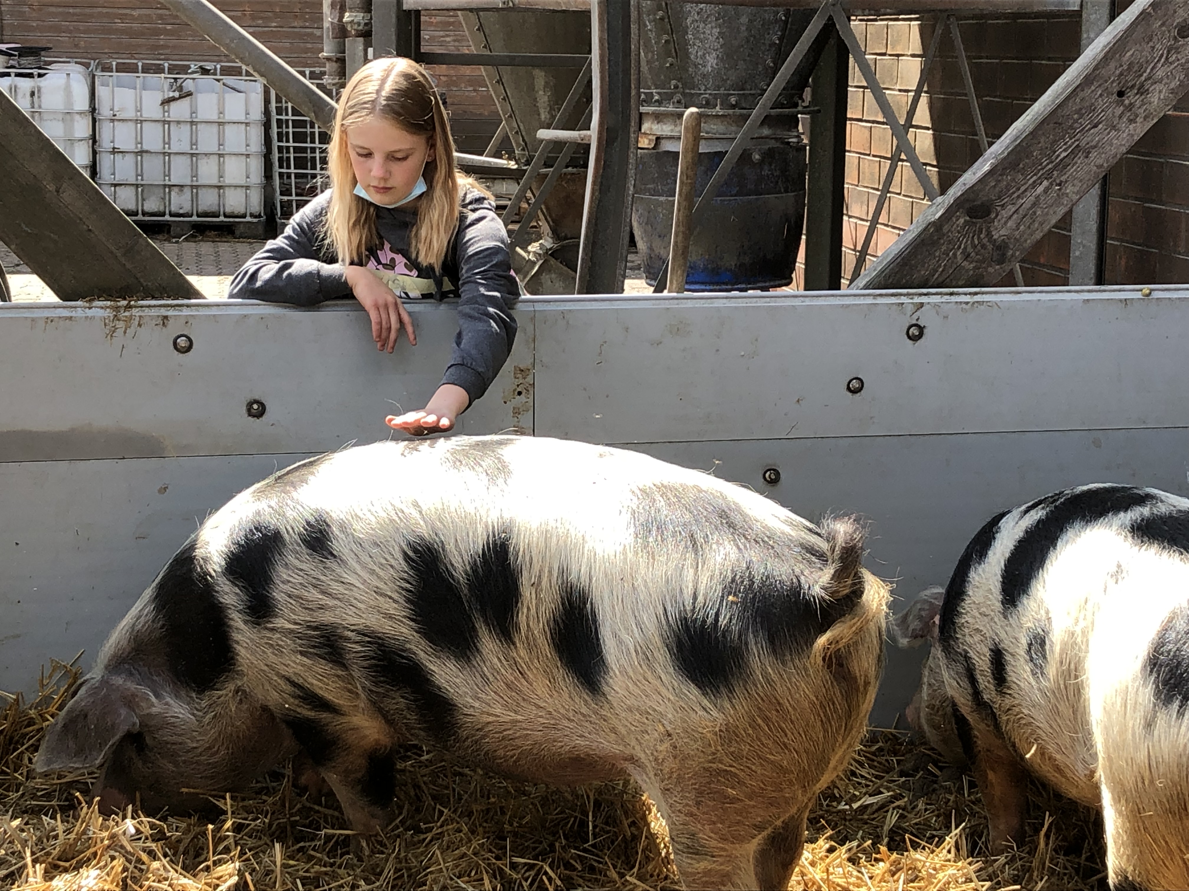 Bauernhof 5d Schwein streicheln