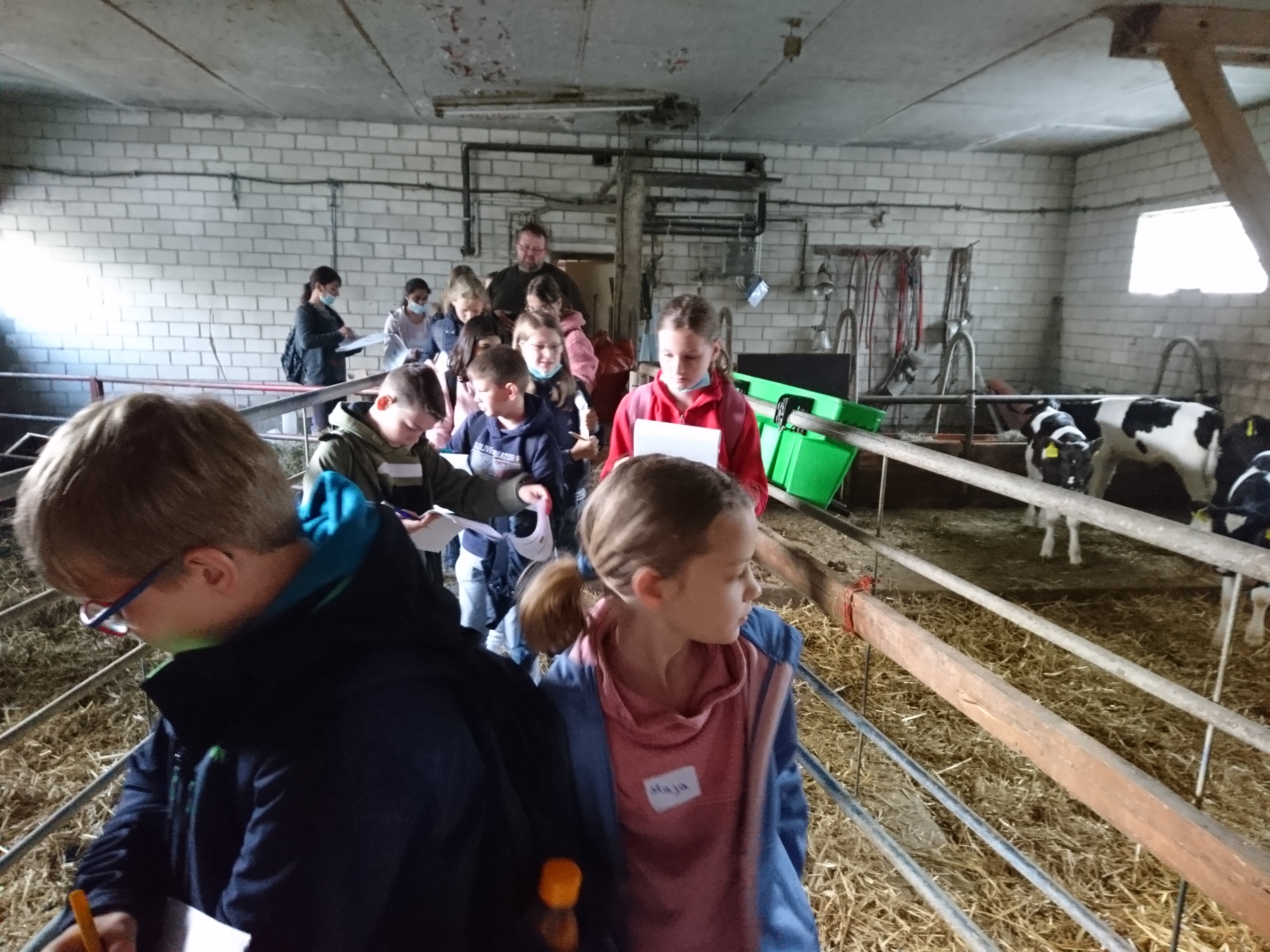 Hoferkundung Schüler im Kuhstall